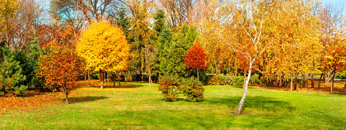 Fall Backyard - Dallas, TX