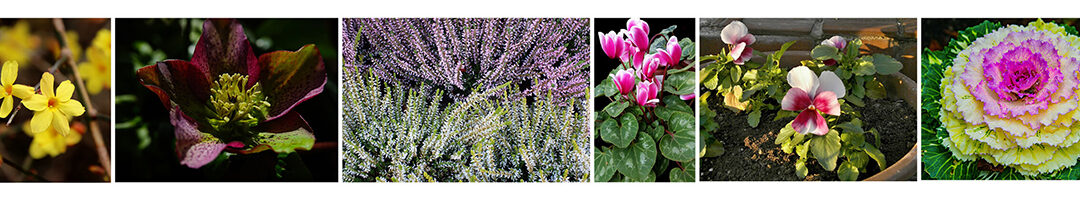 Embrace Winter Bliss: Transform Your Patio with Cool Weather Outdoor Plants and Retractable Screens